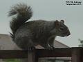 2003-0211squirrel